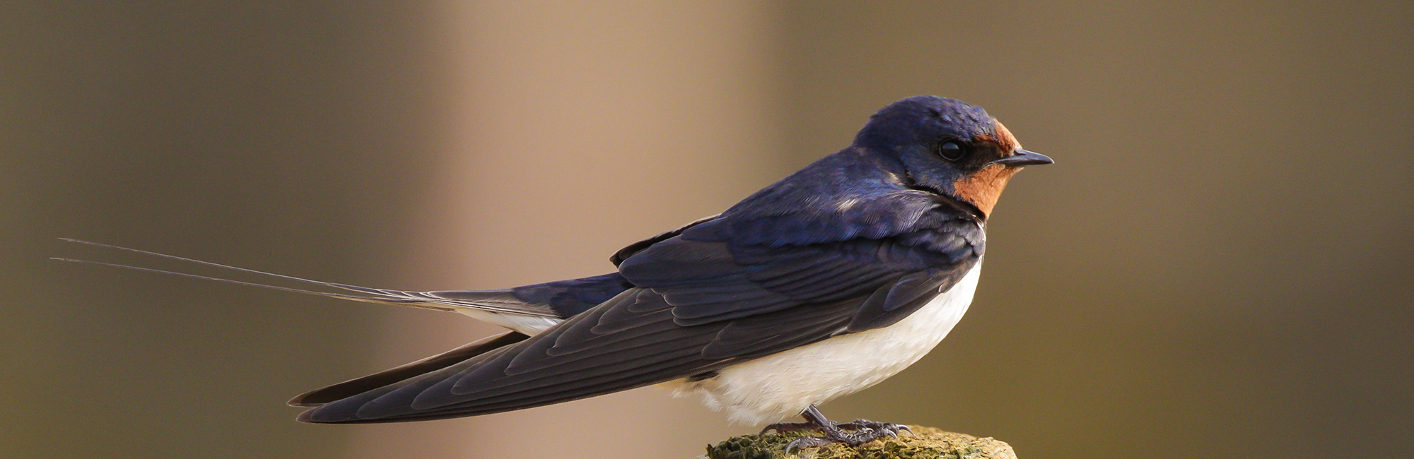 Monitoring the UK’s first signs of spring