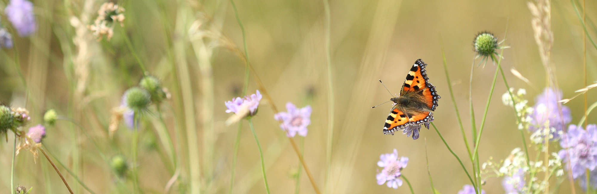 Latest UK butterfly abundance statistics released