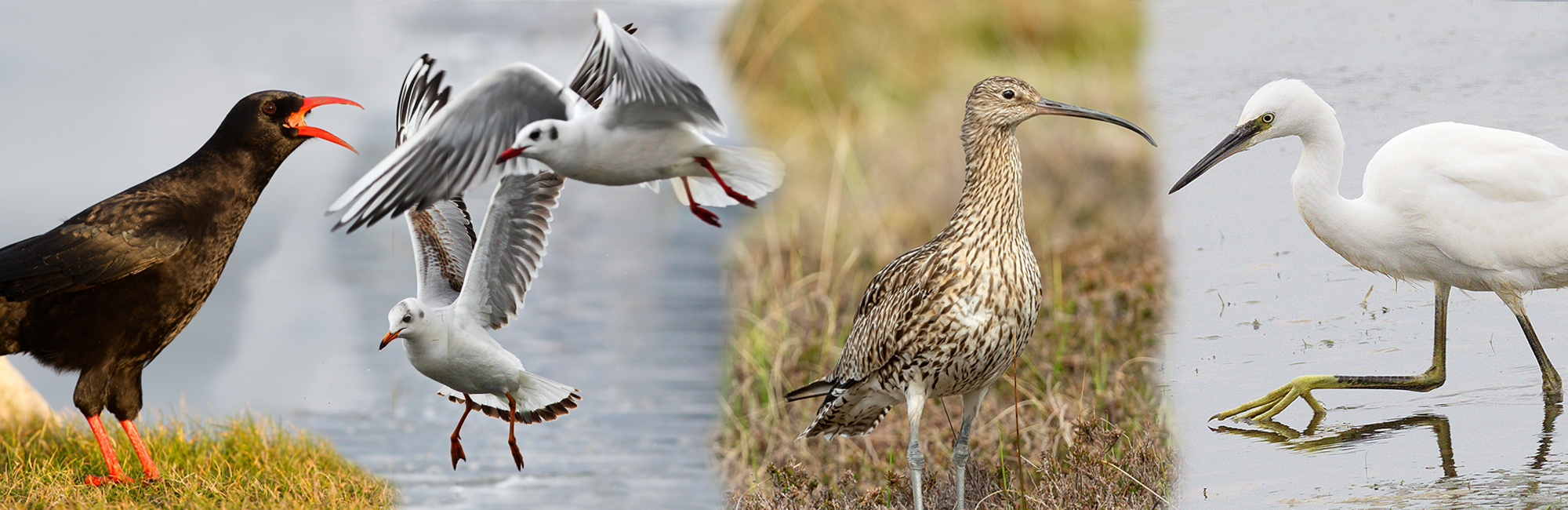 Report on UK Special Protection Areas for birds published