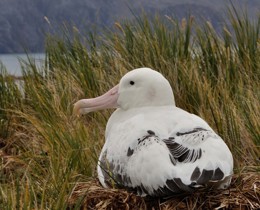 UK Overseas Territories launch strategy to benefit wildlife