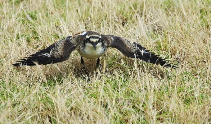 The St Helena Plover, also known as a Wirebird sits on grass with its wings stretched out. The bird has a white chest with dark brown wing tips and a white and brown body
