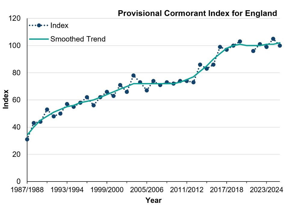 Line graph showing the cormorant indices for England between 1987 to 1988 and 2024 to 2025. 