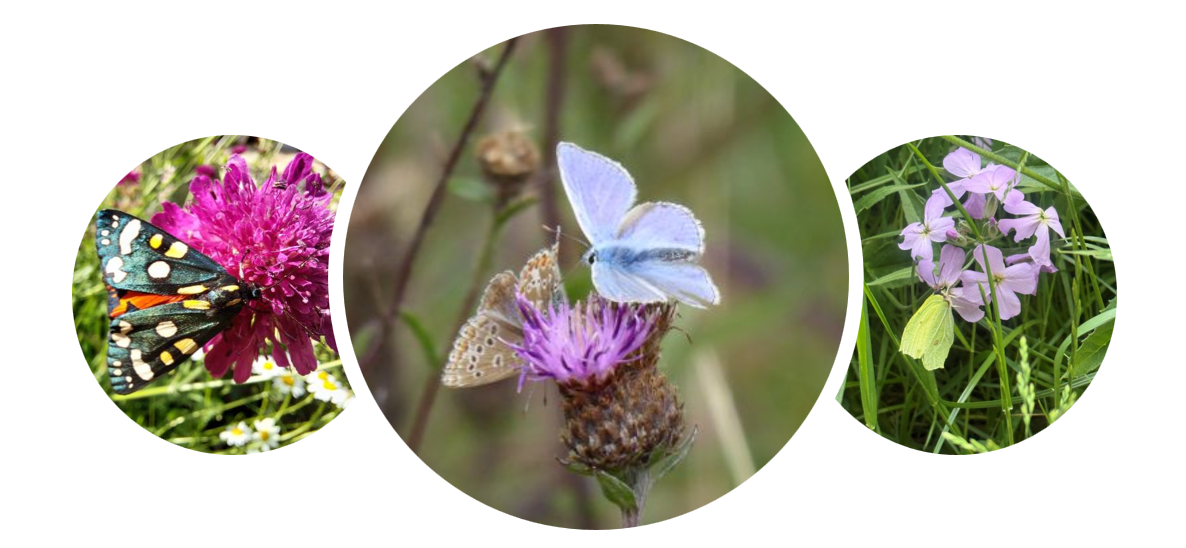 Banner with Scarlett moth, common blue and Brimstone Lepidoptera