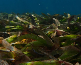 Seagrass