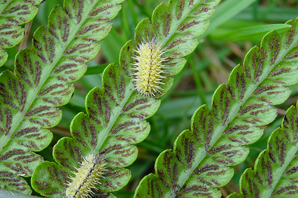 Photograph of two spiky yellow woodlice, on a leaf. 