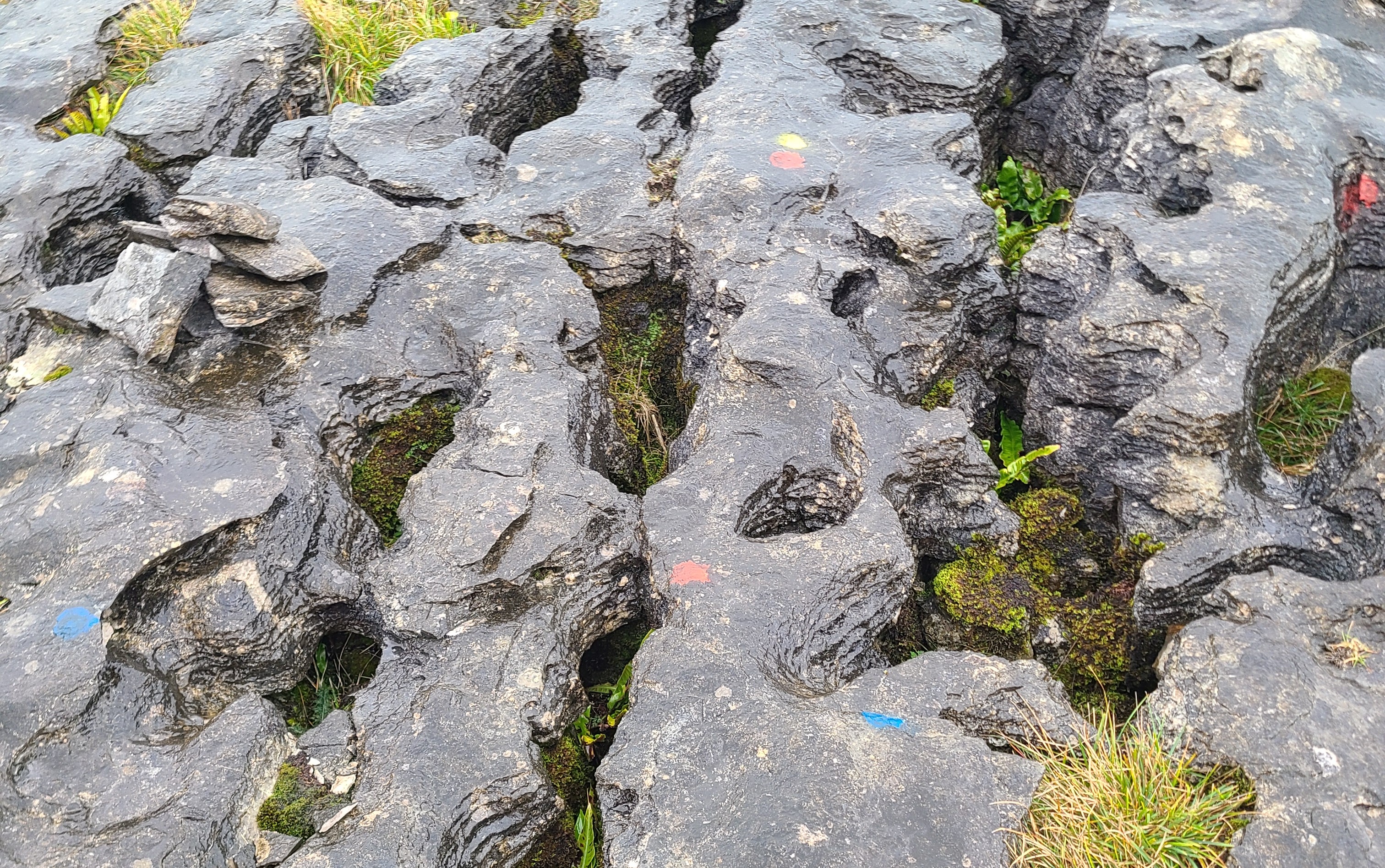 Limestone Pavement with coloured spots on for plot markers