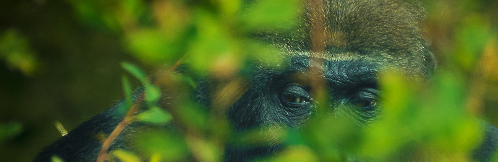 Celebrating Sir David Attenborough's 100th birthday