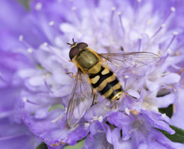 Marmalade Hoverfly on scabious flower © Liz Leyden (iStock)