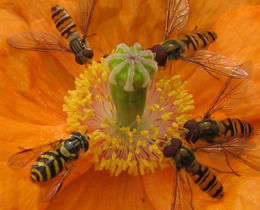 Episyrphus Balteatus Marmalade Hoverfly Dasysyrphus Albost2017 Martinharvey
