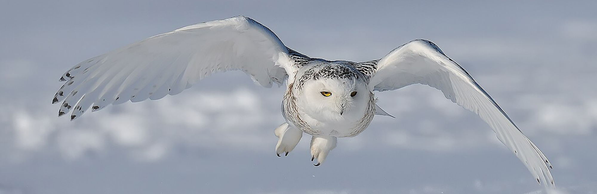 Protecting migratory species on the world stage