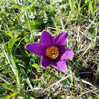 A close-up photograph of the Pasque flower, found at Barnack Hills and Holes. The flower is a vibrant purple colour, with yellow at its centre.