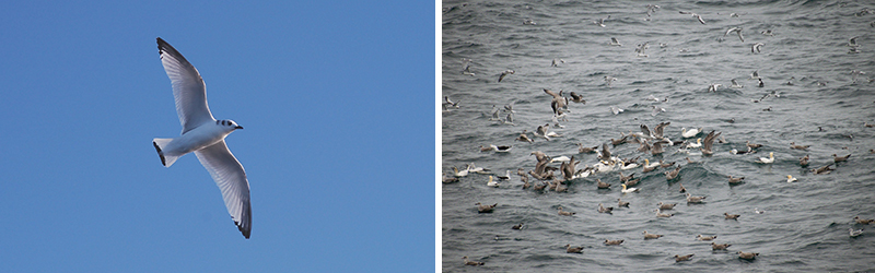 Two photographs: on the left is a photograph of a black-legged kittiwake flying in a blue sky; on the right is a group of seabirds floating on a choppy grey sea