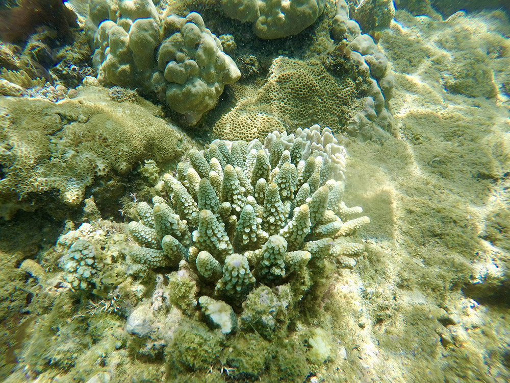 Staghorn Coral ©Holly Baigent