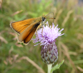 Butterfly On Flower